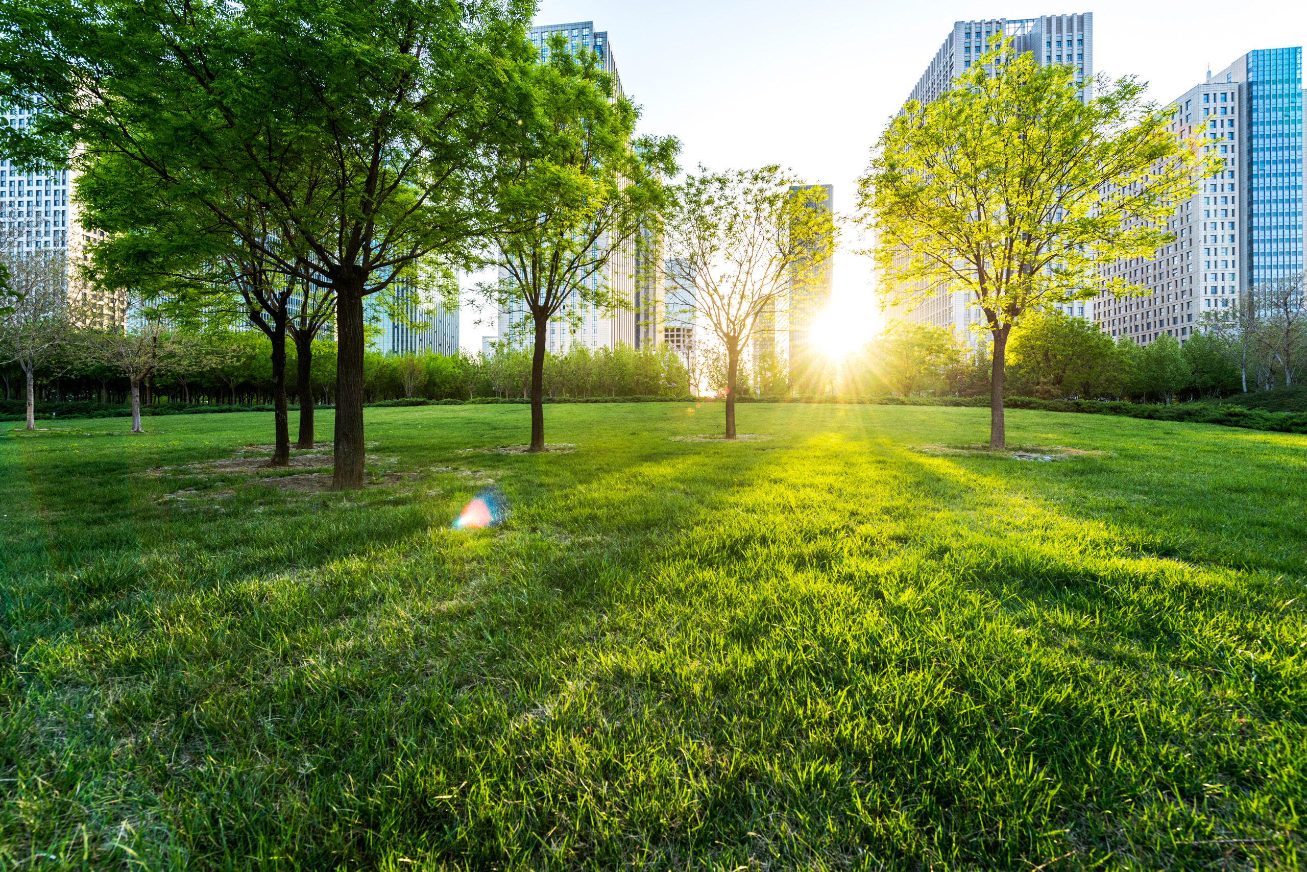 Green Trees Grass In Front Of Buildings