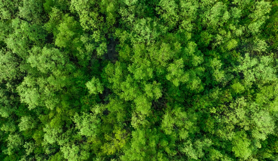 Aerial Shot Of Forest